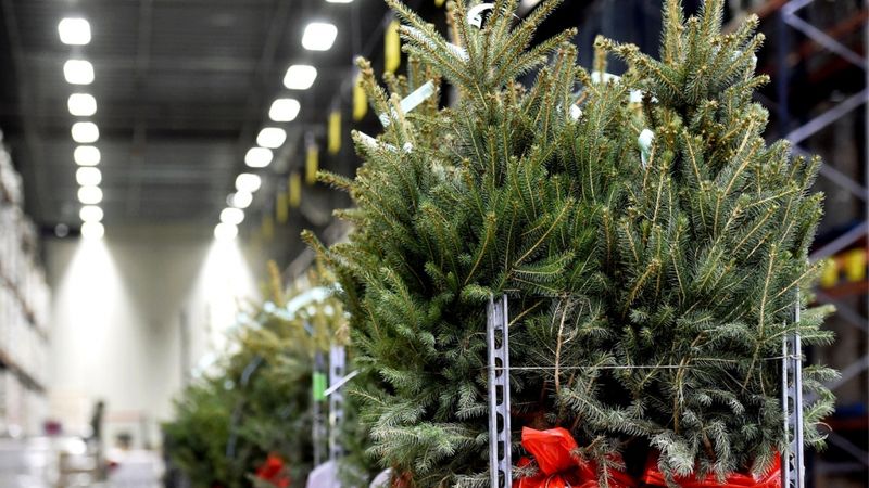 Ziemassvētku eglīšu tirdzniecībai Rīgā izsniegtas 93 atļaujas