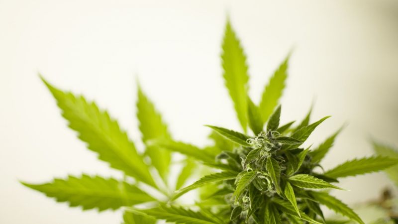 Vācijas Veselības ministrija: Marihuānas legalizācija ļaus ietaupīt miljardu eiro
