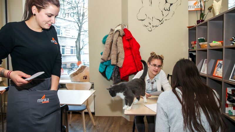 Pārdaugavā durvis vērusi pirmā kaķu kafejnīca Latvijā