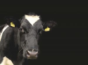 Lietuvā liellopiem apstiprināti pirmie zilās mēles slimības gadījumi