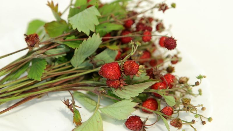 Dabas muzejā izrāda «Garšīgās zemenes»
