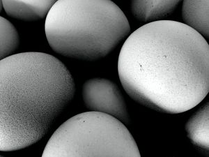 Uzņēmumi: Izperēto cāļu skaits samazinās