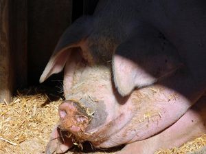Vaiņodes bekonā konstatēts Āfrikas cūku mēra uzliesmojums