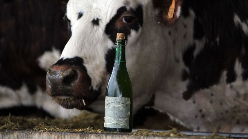 Francijas govis «uzsēdinātas» uz sidra diētas