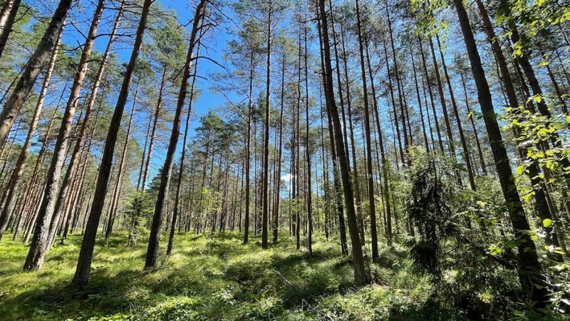 SG Capital Meža fonds iegulda 10 miljonus Latvijā