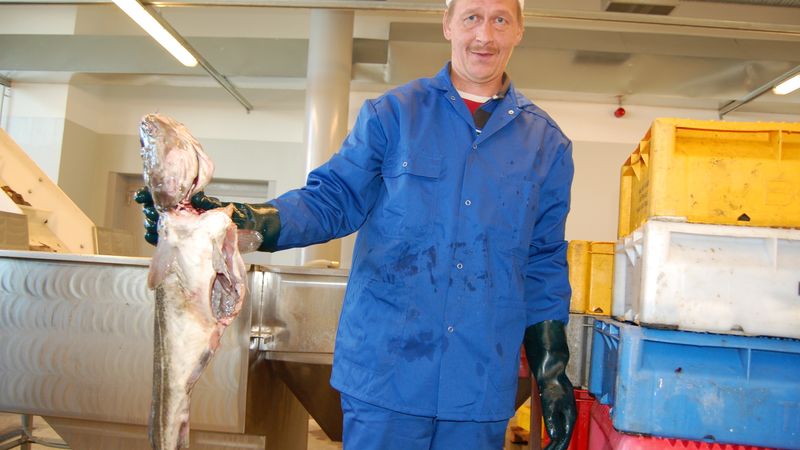 Zvejnieki pievēršas delikatešu ražošanai