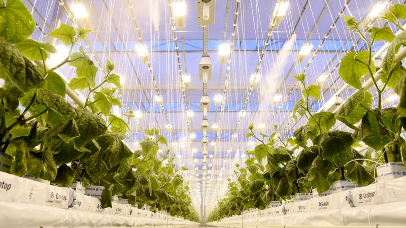Mārupes siltumnīcu apgrozījums pērn saruka par 6,2%