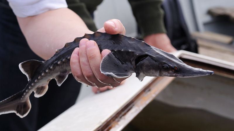 Daugavā pie Mangaļsalas izlaisti pirmie Baltijas storu mazuļi