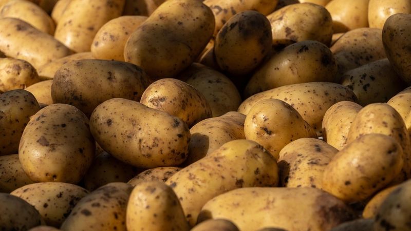 Dārzeņu audzētājiem lielas problēmas sagādā produkcijas realizācija