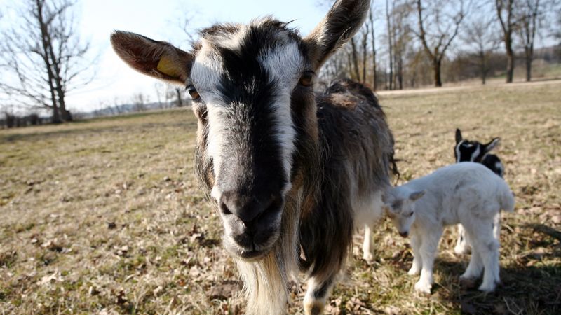 Latvijas kazkopji sākuši gatavot kazas piena saldējumu