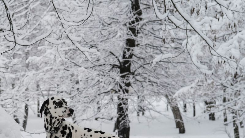 Fotonedēļa: 2.februāris - 8. februāris