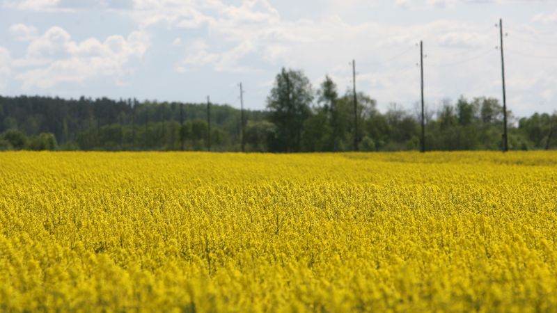 Ēdīsim vai ražosim biodegvielu