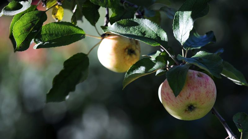 Dārzkopji: iegriež augstais PVN un roku darbs