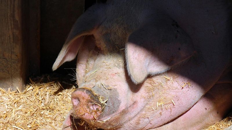 Vaiņodes bekonā konstatēts Āfrikas cūku mēra uzliesmojums