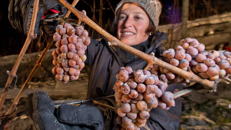 Vācijā perfekti apstākļi ledus vīna ražošanai