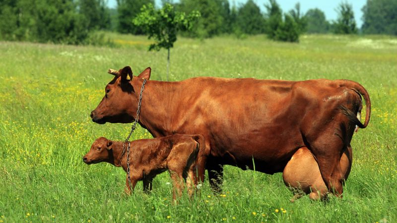 Aicina zemniekus nepirkt piena kvotas