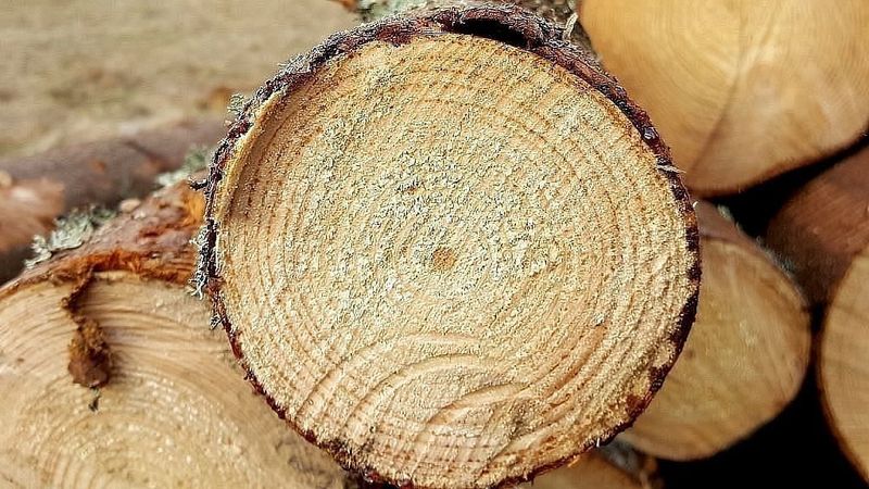 Meža nozares produkcijas imports četros mēnešos pieaudzis par 9,6%