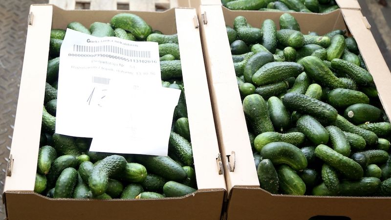 Baltijas Dārzeņi par 200 tūkstošiem eiro automatizēs gurķu iepakošanas līniju