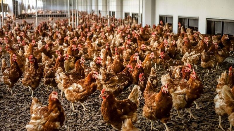 KP atļauj Lietuvas Linas Agro Group paplašināt darbību Latvijā