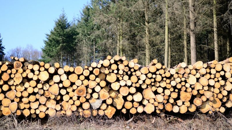 Koksnes resursu ieguves apliecinājumi rāda stagnāciju