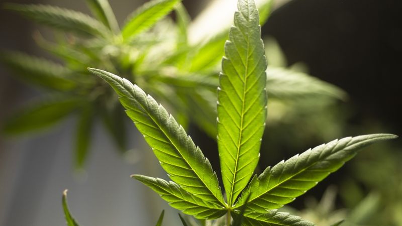 ASV zālītes legalizēšanas bums