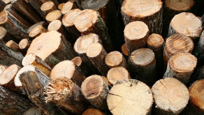 Skujkoku apaļkokiem cenu kāpums, lapu kokiem – kritums