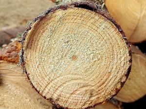 Meža nozares produkcijas imports četros mēnešos pieaudzis par 9,6%