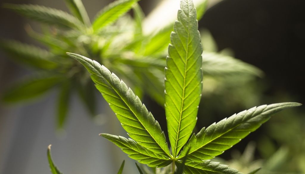 ASV zālītes legalizēšanas bums