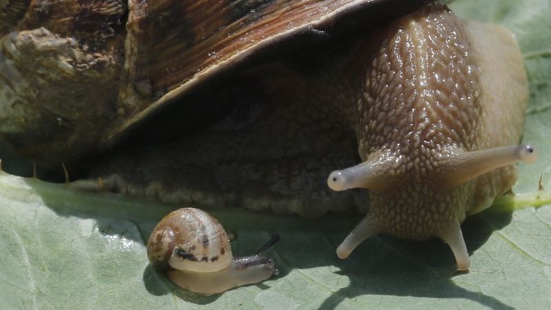 Vīnē lielākā gliemežu audzēšanas ferma