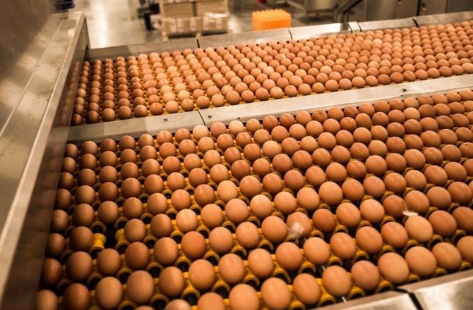 Balticovo Lietuvā plāno ieguldīt 180 miljonus eiro mājputnu kompleksā