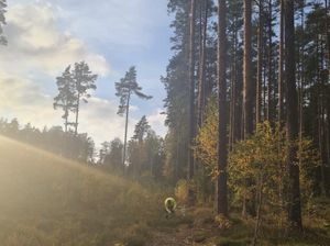 Koksnes tirgus dinamiku turpmāk ir grūti prognozēt
