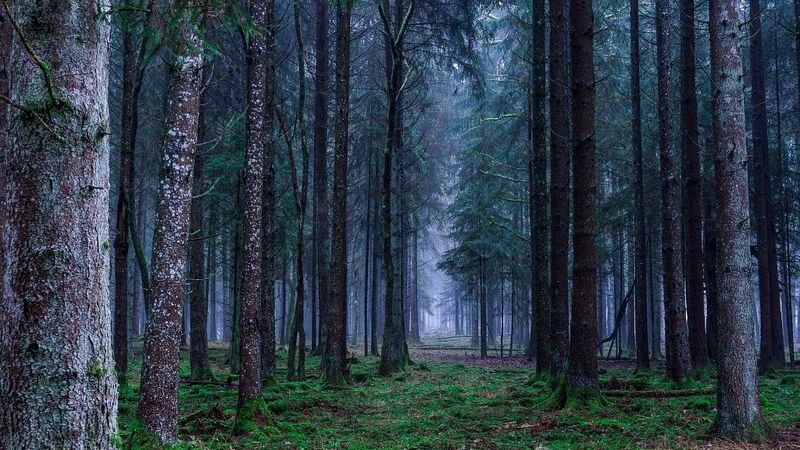 Aicina neizmantotās zemes Baltijā izmantot vērienīgai apmežošanai