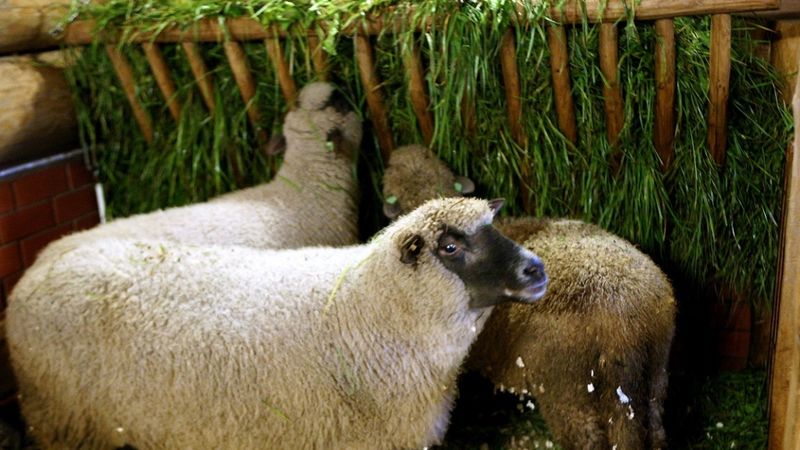 Asociācija: Pieprasījums pēc jēra gaļas pasaulē turpinās pieaugt
