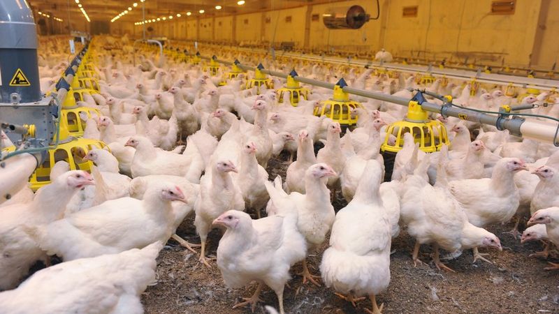 Kā top?: Marinēti vistas gaļas produkti Putnu fabrikā Ķekava