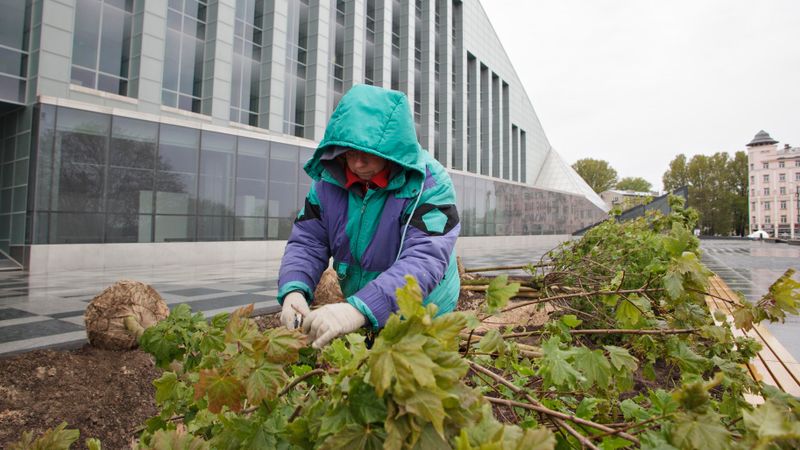 Gaismas pils teritorijā veic apzaļumošanas darbus