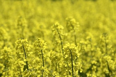 Rapša kompleksu Baltic Holding Company iegādājas Baltic Agro