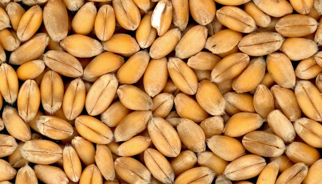 Iebrukums Ukrainā var destabilizēt pārtikas produktu piegādes pasaulē