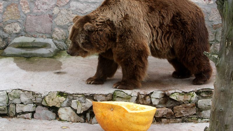 Investors: Emocijas spēlē pret peļņu