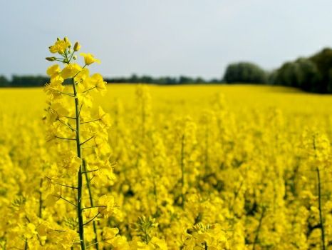 Atzīst rapšu pārstrādes a/s BHC maksātnespēju