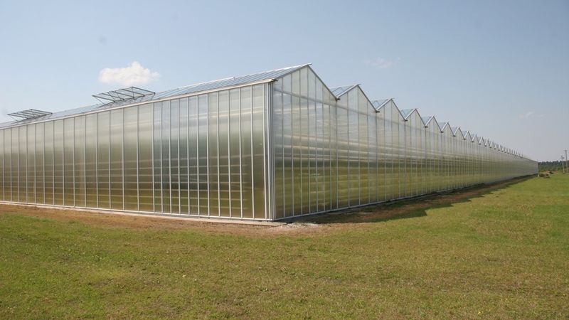 Mārupes Siltumnīcas, ieguldot 707 tūkstošus eiro, modernizē ražošanu