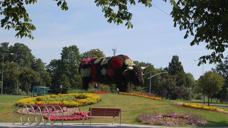 Izsolīs Ventspils govis