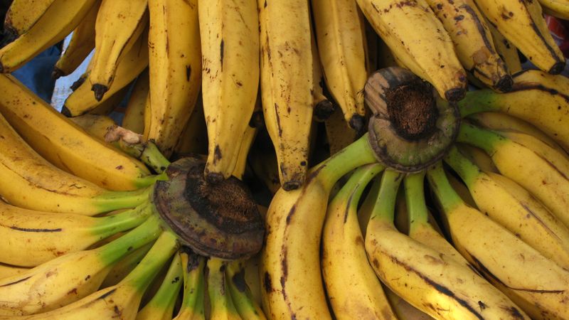 Vācijā «loģistikas kļūdas» dēļ lielveikaliem piegādā 140 kilogramus kokaīna