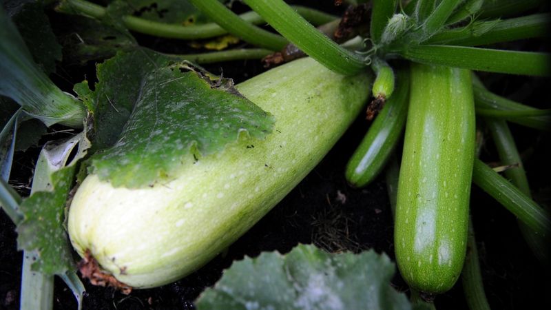 Asociācija: Valdībai jādomā par atbalstu bioloģiskajai lauksaimniecībai nākotnē