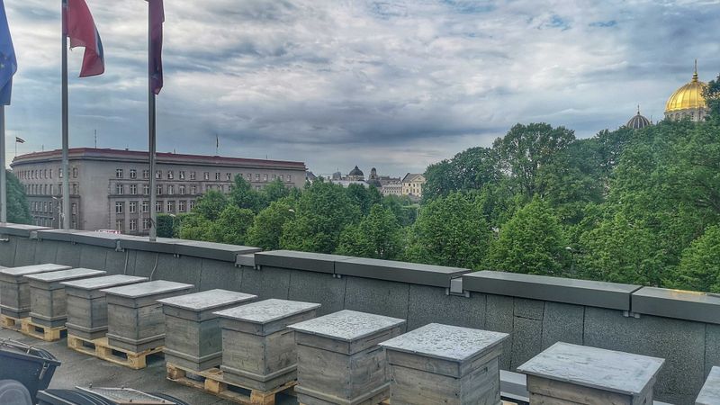 Uz viesnīcas jumta izvieto bišu stropus