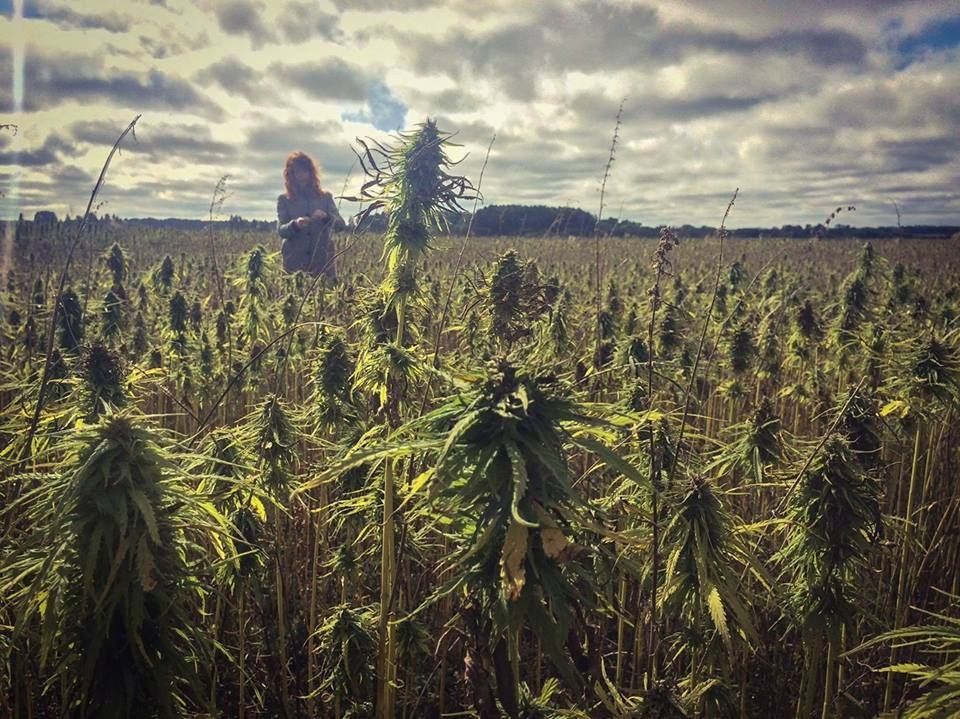 Foto: facebook.com/Lapka Hemp