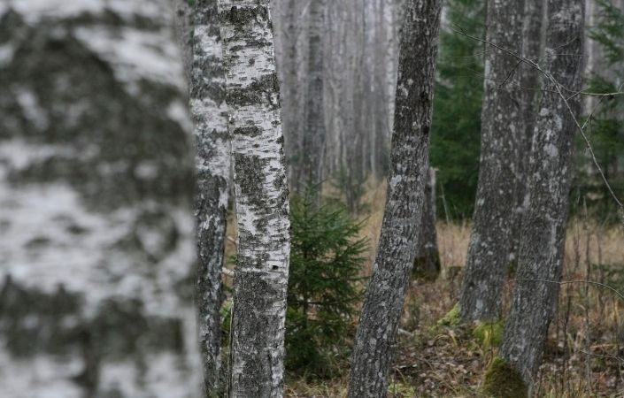 Ķīnieši vairumā uzpērk Lietuvas koksni; līdz Latvijai vēl nav tikuši