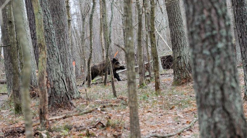 Cūku žogu uz robežas nebūvēs, prasīs 6 miljonus profilaksei