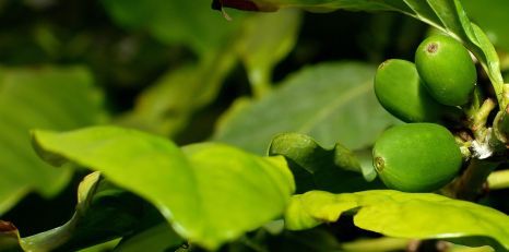 Atklāj veidu kā ražot plastmasu no augiem