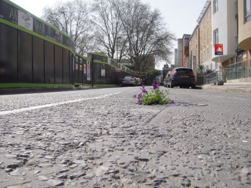 Dārznieks Londonā ielu bedrēs stāda puķes