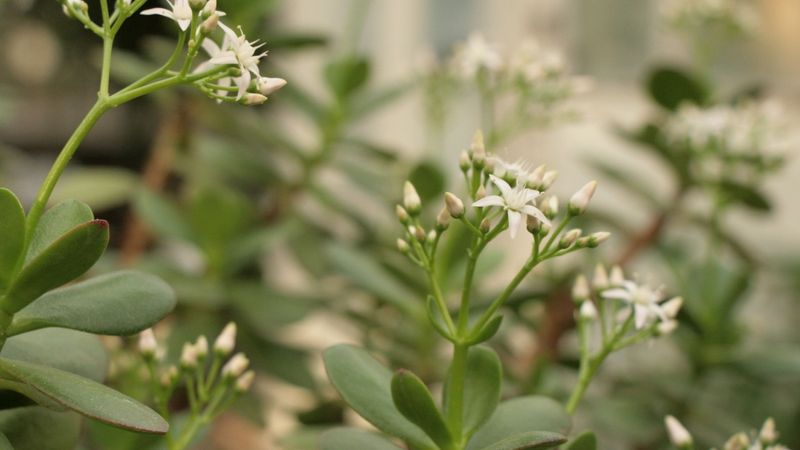 LU Botāniskajā dārzā uzziedējis naudas koks Crassula portulacea